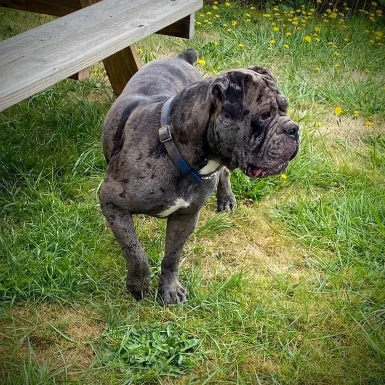 Mo, an Olde English Bulldogge tested with EmbarkVet.com
