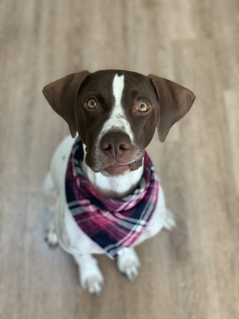 Ollie, a Pointer tested with EmbarkVet.com