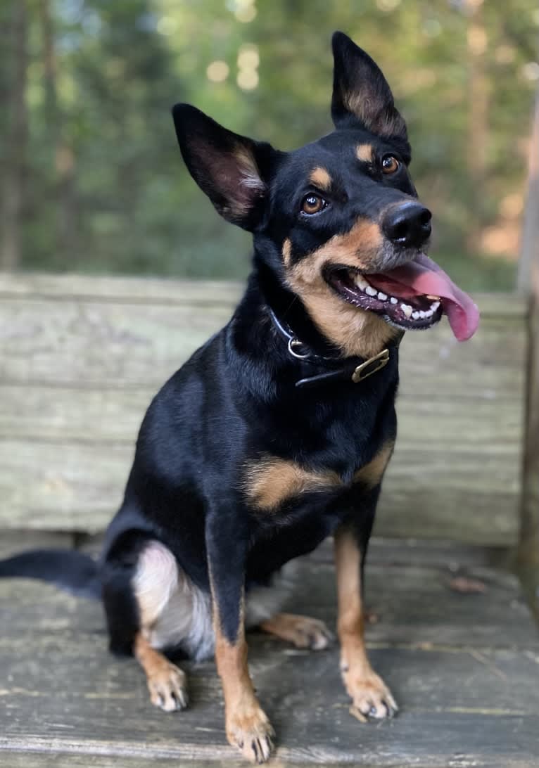 Lyric, an Australian Kelpie tested with EmbarkVet.com