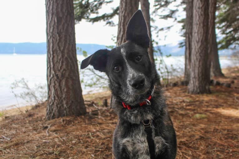 Persy (Persimmon), an Australian Cattle Dog and Australian Shepherd mix tested with EmbarkVet.com
