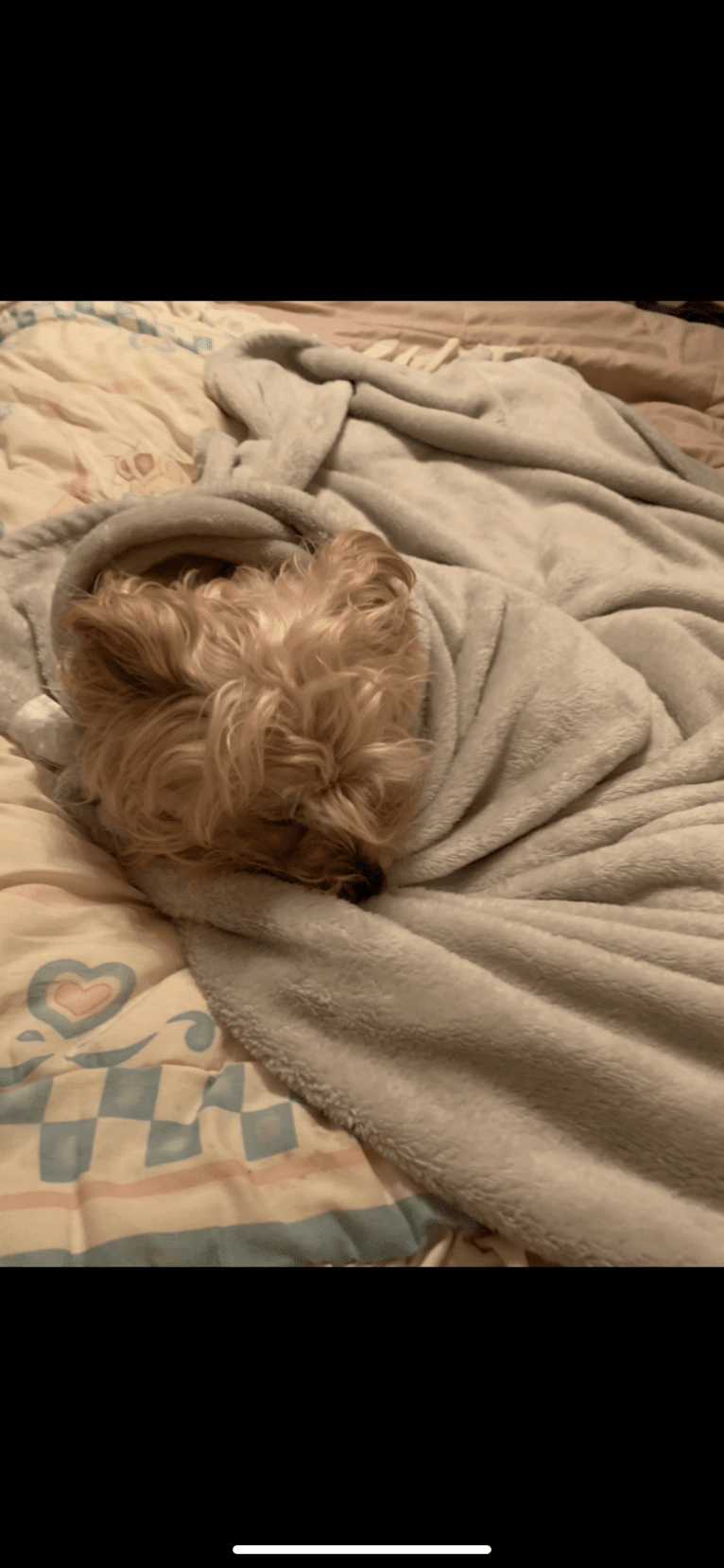 Bean, a Yorkshire Terrier and Bichon Frise mix tested with EmbarkVet.com