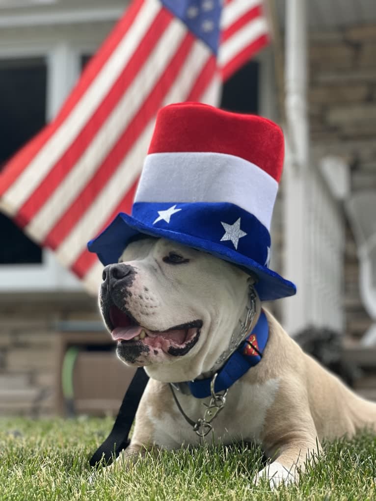 Rambo, an American Bully tested with EmbarkVet.com