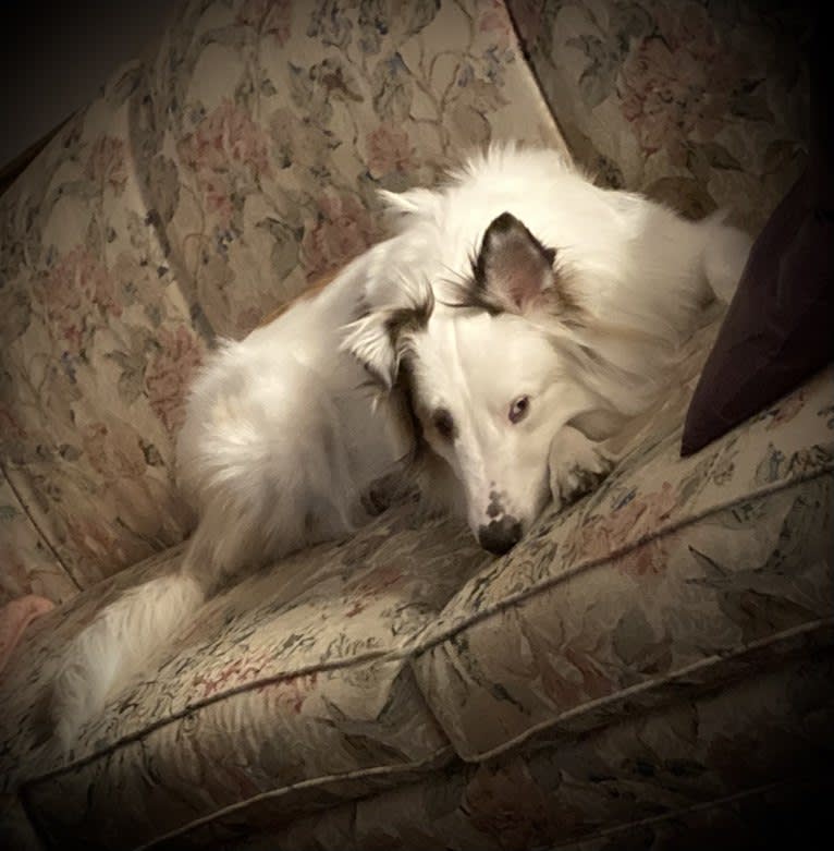 Jax, a Shetland Sheepdog and Australian Cattle Dog mix tested with EmbarkVet.com