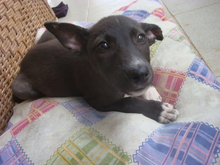 Bonji, a Central and East African Village Dog tested with EmbarkVet.com