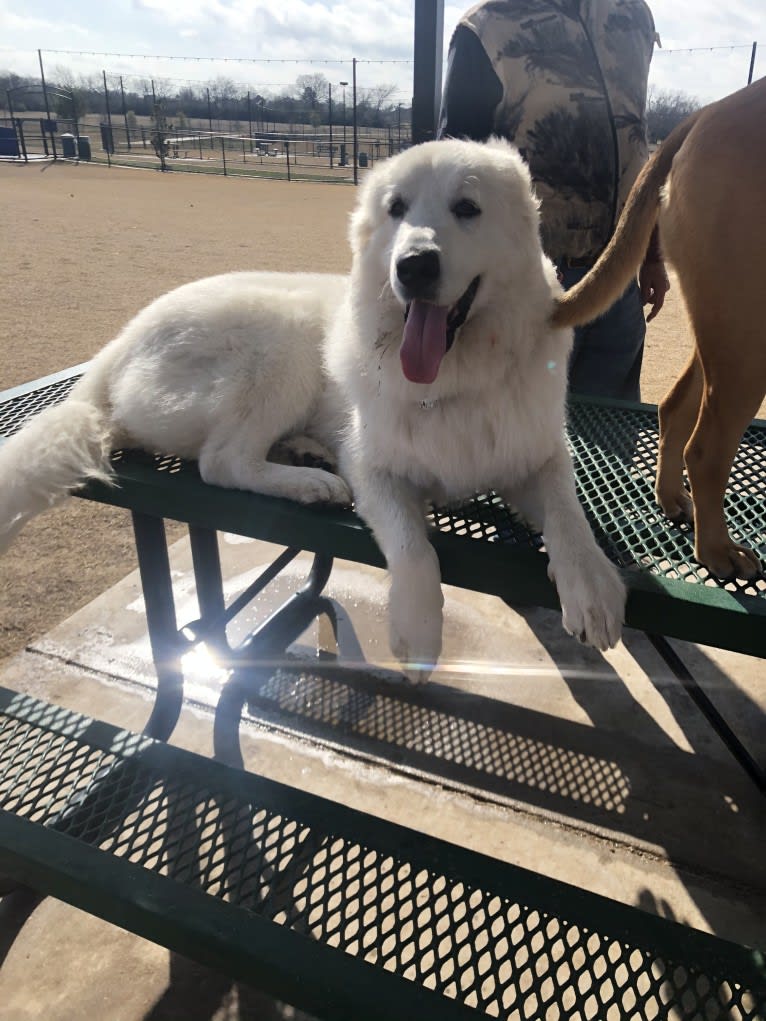 Looney “Chik’in Mini Bandit” Bear, a Great Pyrenees tested with EmbarkVet.com