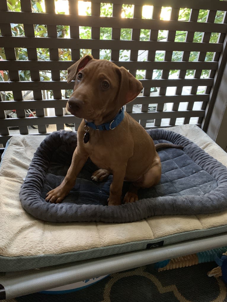 Cooper, a Doberman Pinscher and Boxer mix tested with EmbarkVet.com