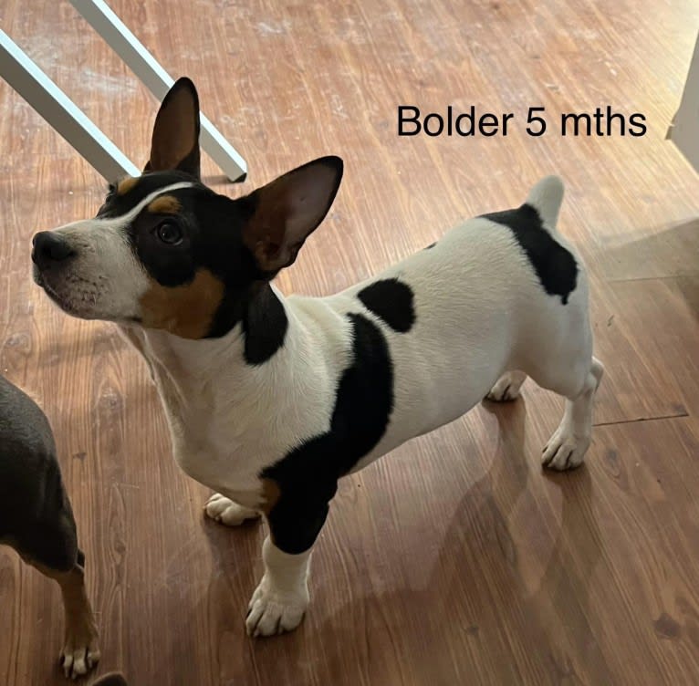 Bolder, a Teddy Roosevelt Terrier tested with EmbarkVet.com