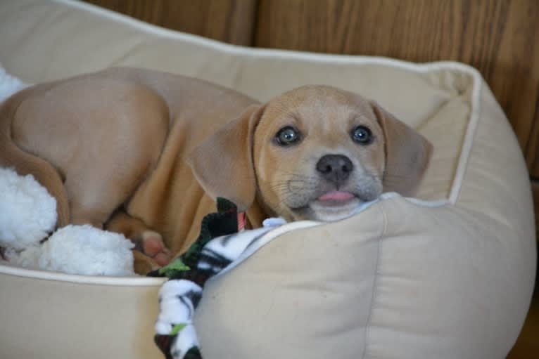 Lila, an American Pit Bull Terrier and Labrador Retriever mix tested with EmbarkVet.com