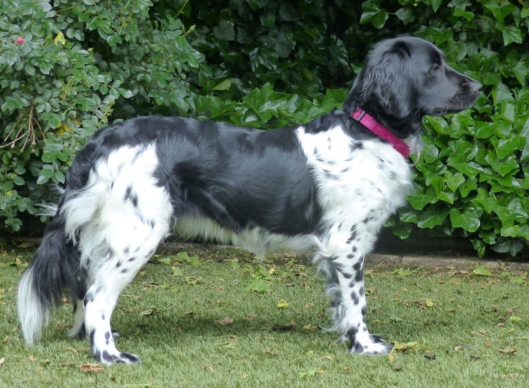 Pleuntsje, a Stabyhoun tested with EmbarkVet.com