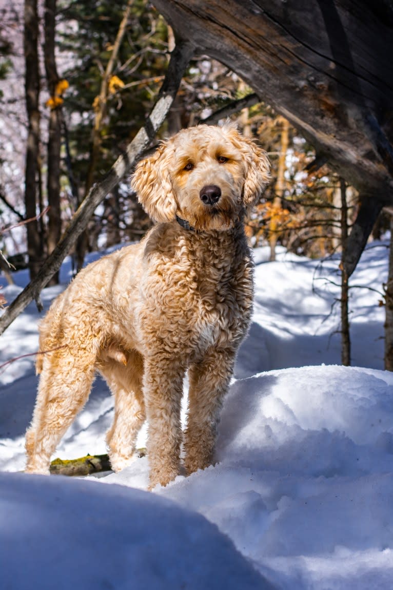 Bunker, a Goldendoodle tested with EmbarkVet.com