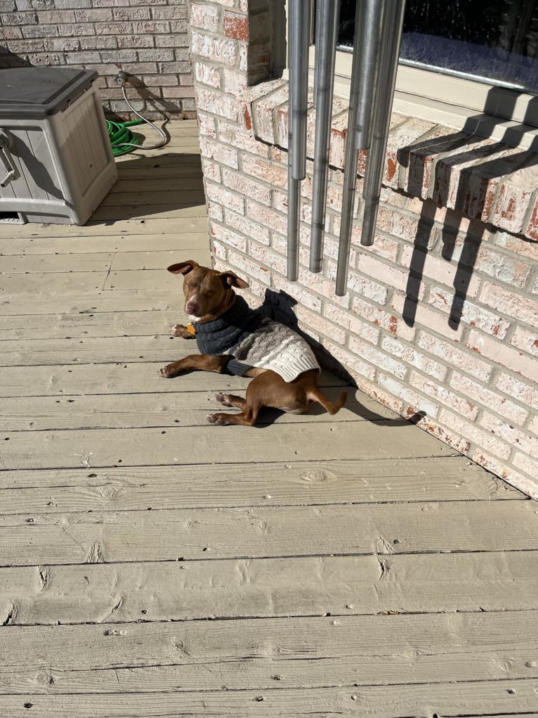 Bruce, an American Pit Bull Terrier and Chihuahua mix tested with EmbarkVet.com