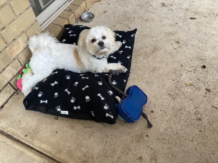 Murphy, a Maltese and Shih Tzu mix tested with EmbarkVet.com