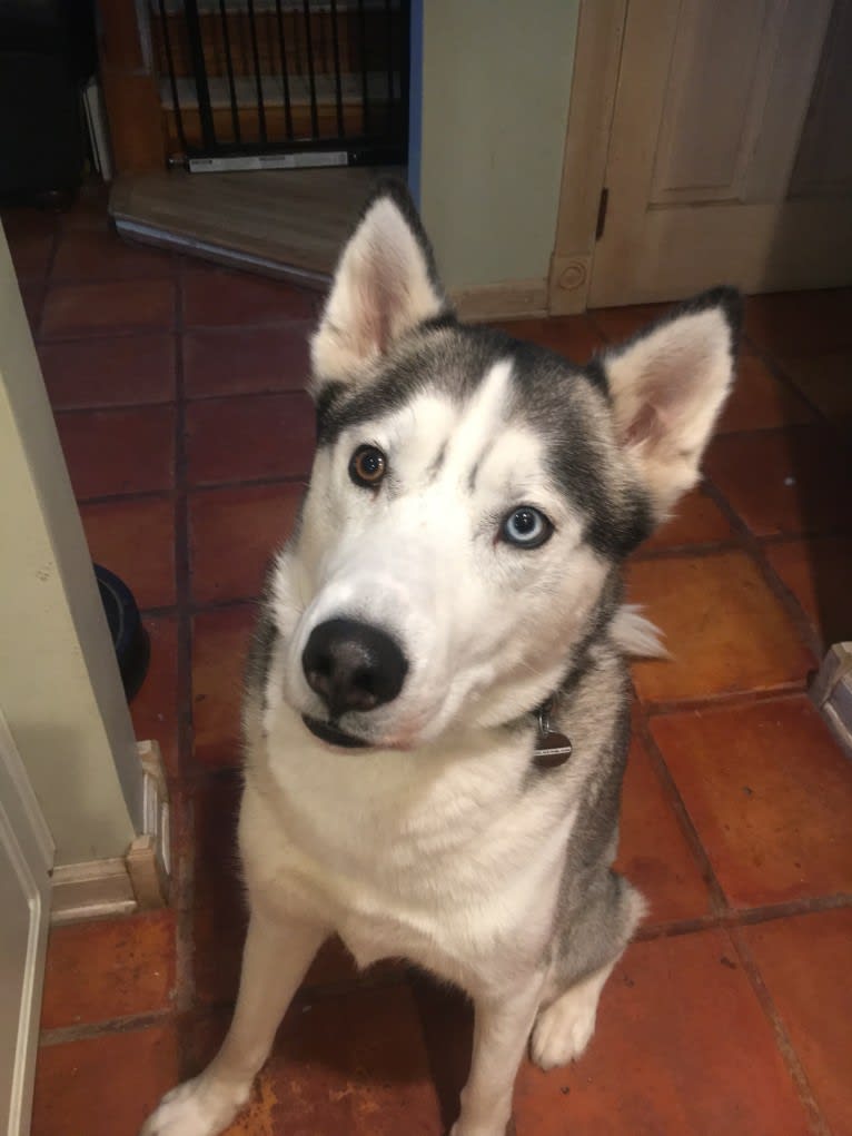 Caine, a Siberian Husky tested with EmbarkVet.com