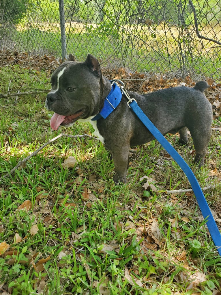 Lucas, an American Bully tested with EmbarkVet.com