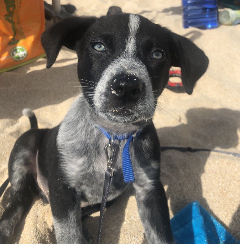 Gus, an Australian Shepherd and Australian Cattle Dog mix tested with EmbarkVet.com