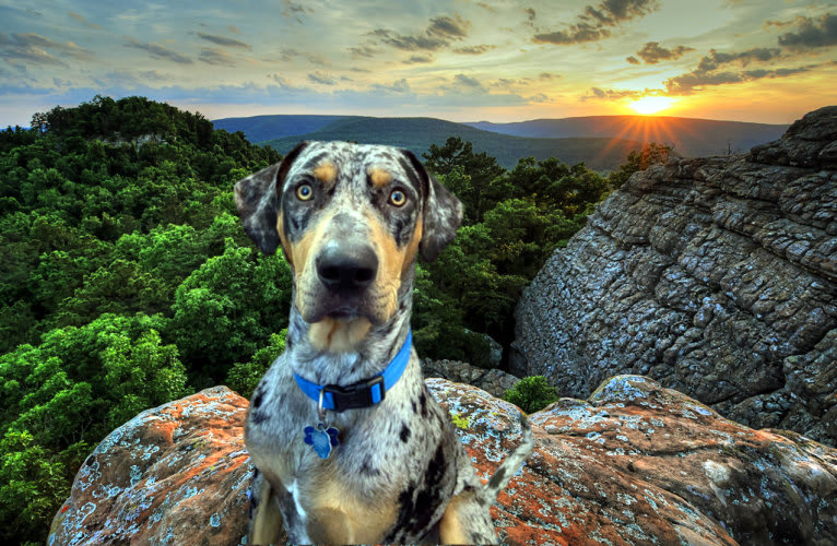 Roux, a Catahoula Leopard Dog tested with EmbarkVet.com