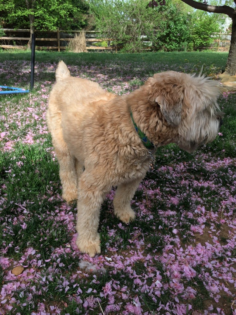 Desmond, a Soft Coated Wheaten Terrier tested with EmbarkVet.com