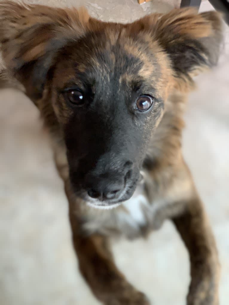 Emmy, an Australian Cattle Dog and Cocker Spaniel mix tested with EmbarkVet.com