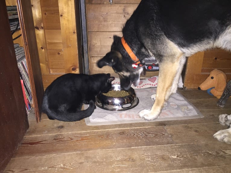 Duke, a German Shepherd Dog and Spanish Galgo mix tested with EmbarkVet.com