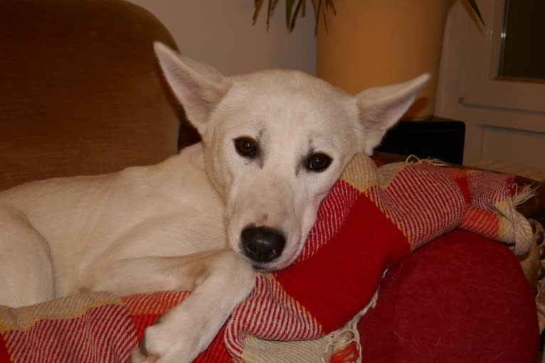 Suri, a Canaan Dog tested with EmbarkVet.com