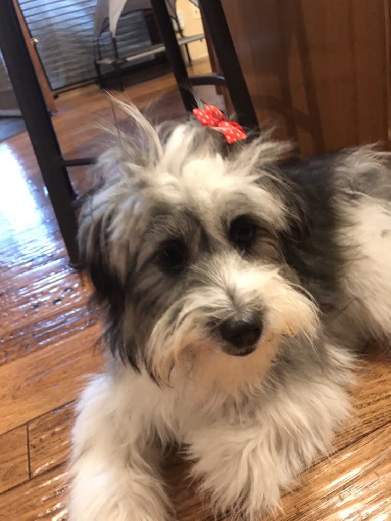 Winham’s “DollyBelle” of Rocky Mountain Cotons, a Coton de Tulear tested with EmbarkVet.com