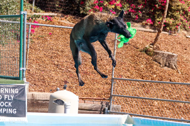 Maverick, a Belgian Shepherd tested with EmbarkVet.com