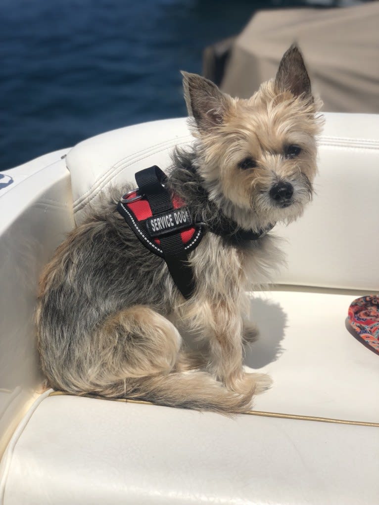 Molly, a Yorkshire Terrier and Cairn Terrier mix tested with EmbarkVet.com