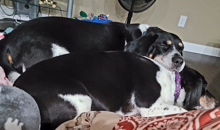 Donnie, a Beagle tested with EmbarkVet.com