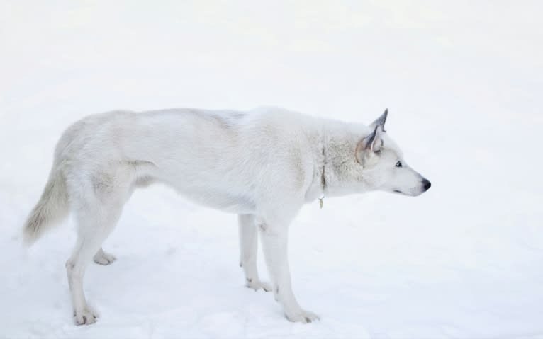 DEMON, a Gerberian Shepsky (5.0% unresolved) tested with EmbarkVet.com