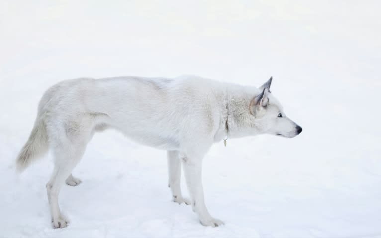 DEMON, a Siberian Husky and German Shepherd Dog mix tested with EmbarkVet.com