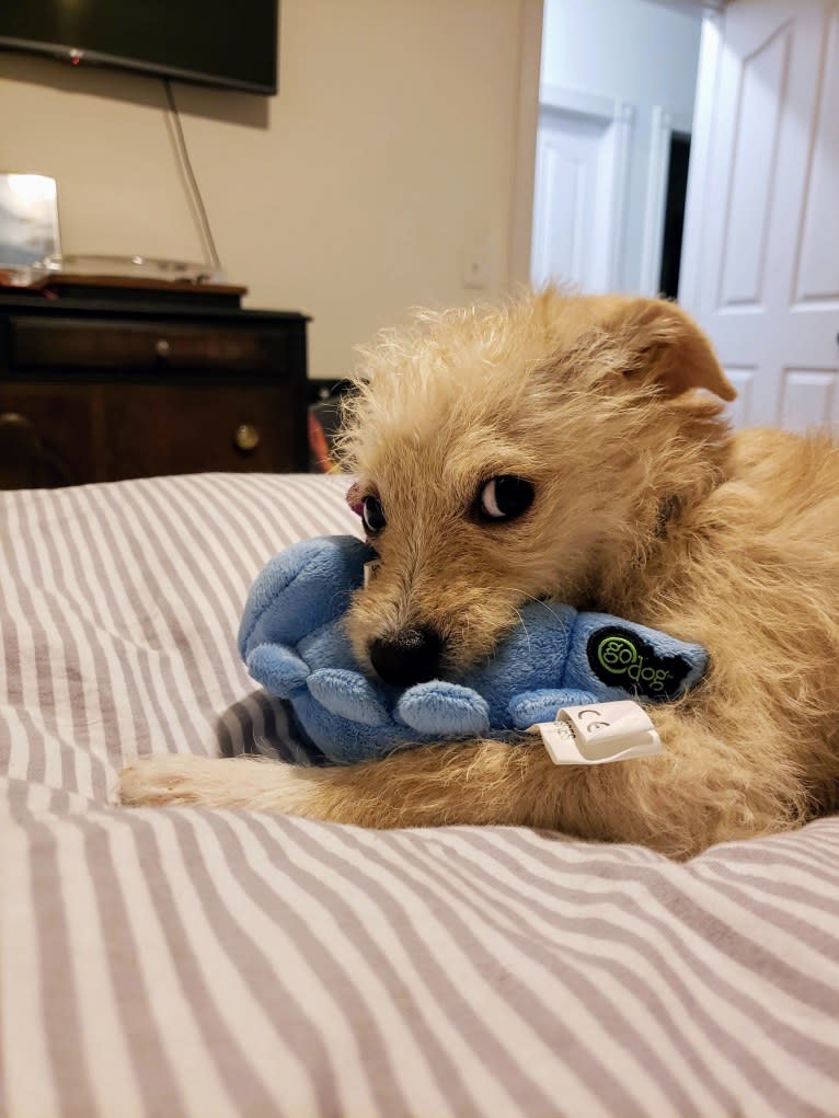 Laka, a Chihuahua and Poodle (Small) mix tested with EmbarkVet.com