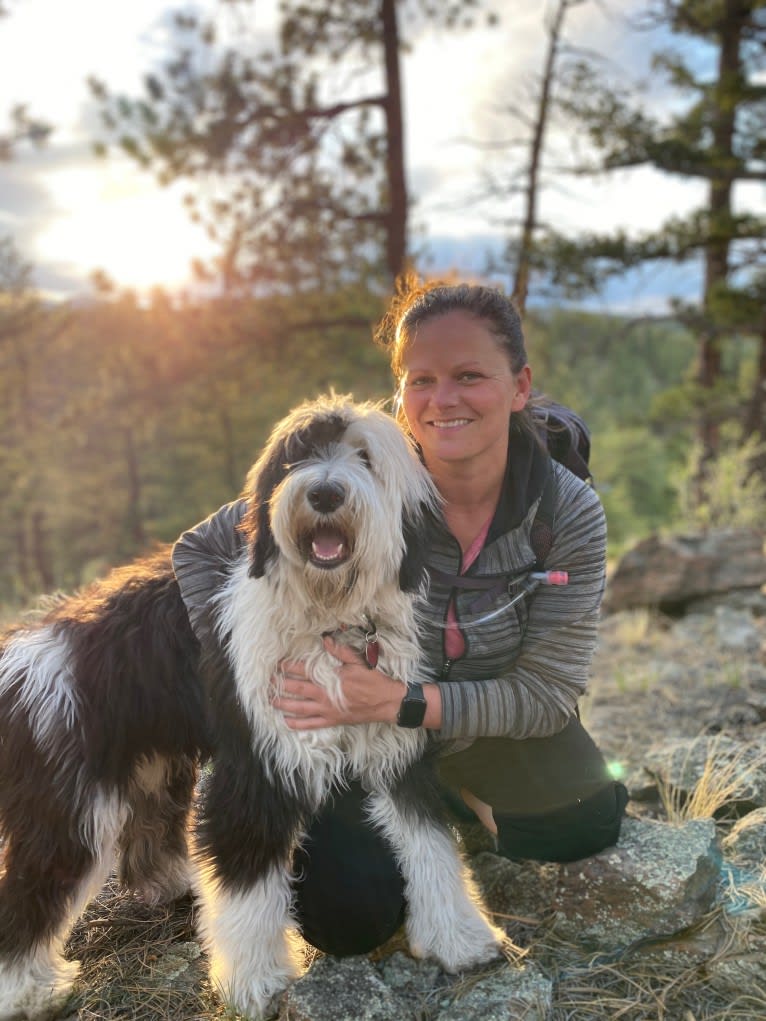 Owen, a Sheepadoodle tested with EmbarkVet.com