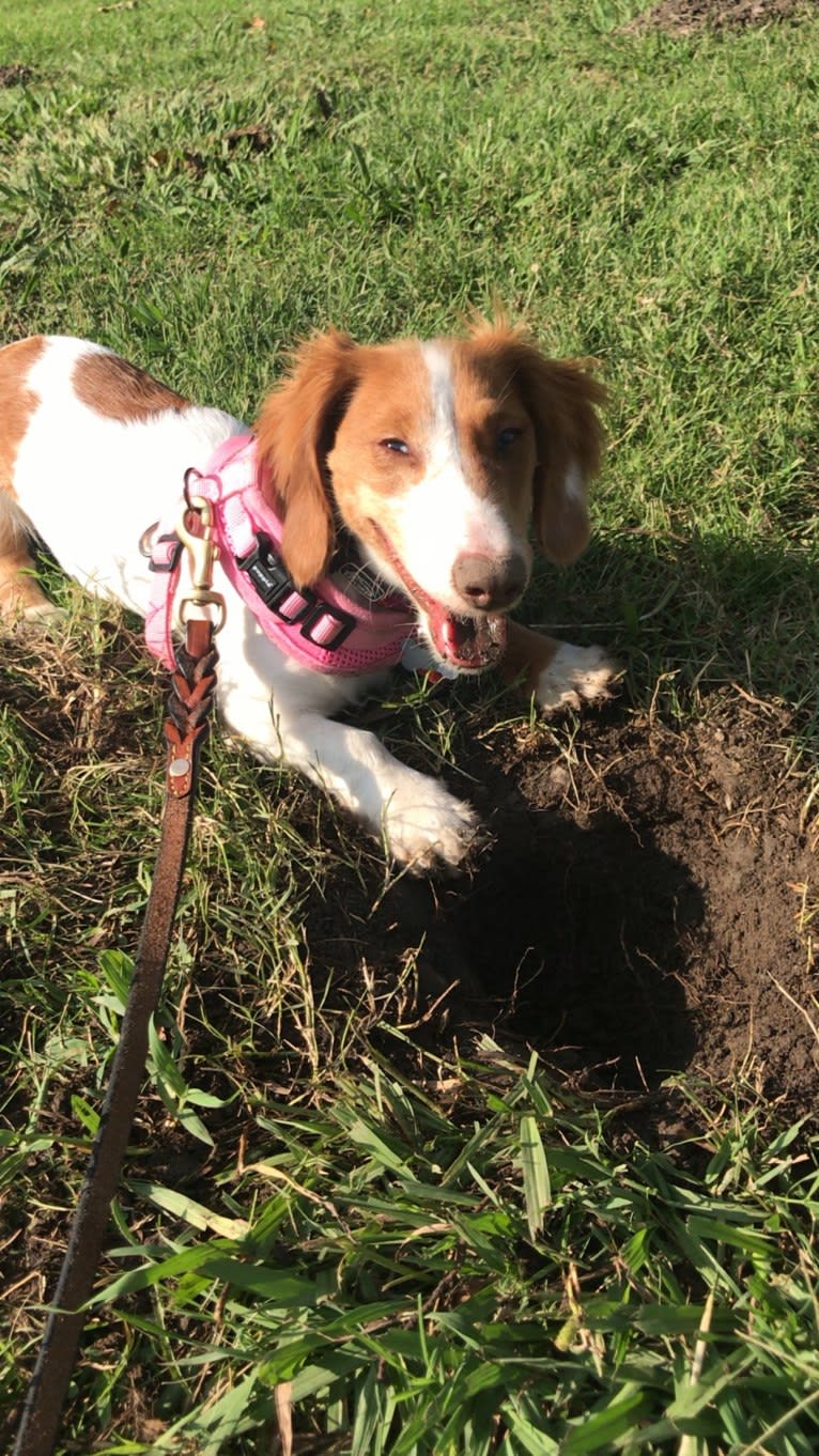 Ada, a Dachshund tested with EmbarkVet.com