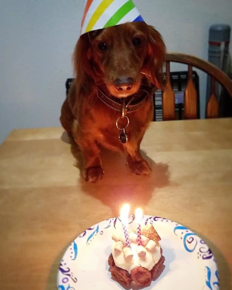 Chewy, a Dachshund tested with EmbarkVet.com