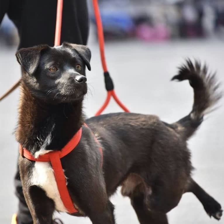 Rix Rocket, a Chinese Village Dog tested with EmbarkVet.com