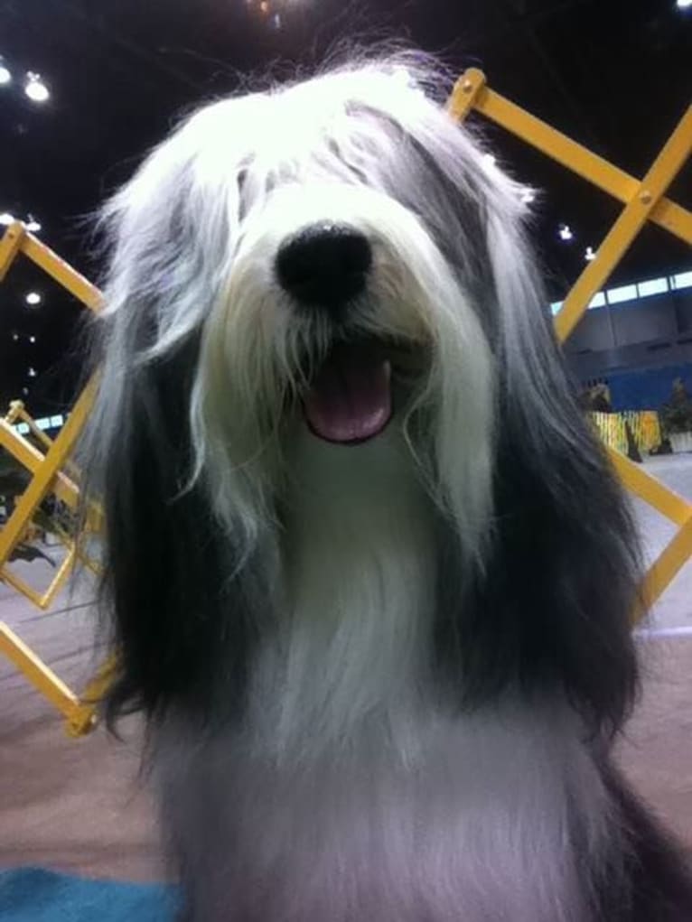 Spencer, a Tibetan Terrier tested with EmbarkVet.com