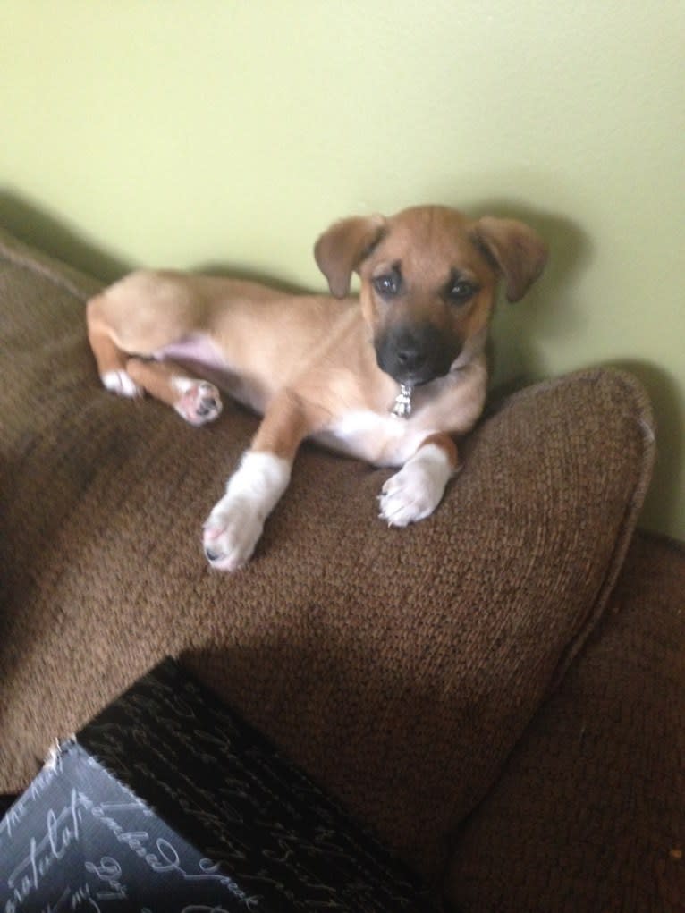 Lola, an English Shepherd and Australian Cattle Dog mix tested with EmbarkVet.com