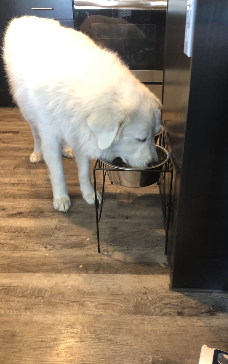 Looney “Chik’in Mini Bandit” Bear, a Great Pyrenees tested with EmbarkVet.com