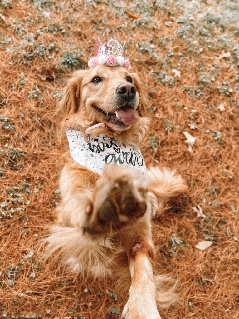 Marley, a Golden Retriever tested with EmbarkVet.com