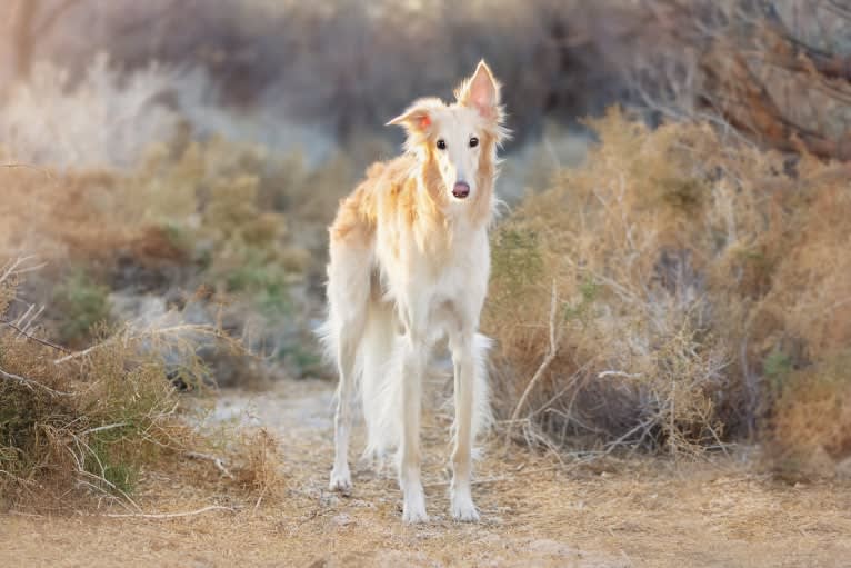 Ace, a Silken Windhound tested with EmbarkVet.com