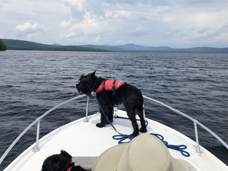 Seamus, a Standard Schnauzer tested with EmbarkVet.com