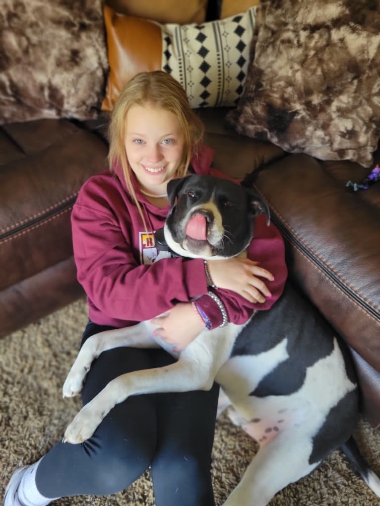 Pogo, an American Pit Bull Terrier and Golden Retriever mix tested with EmbarkVet.com