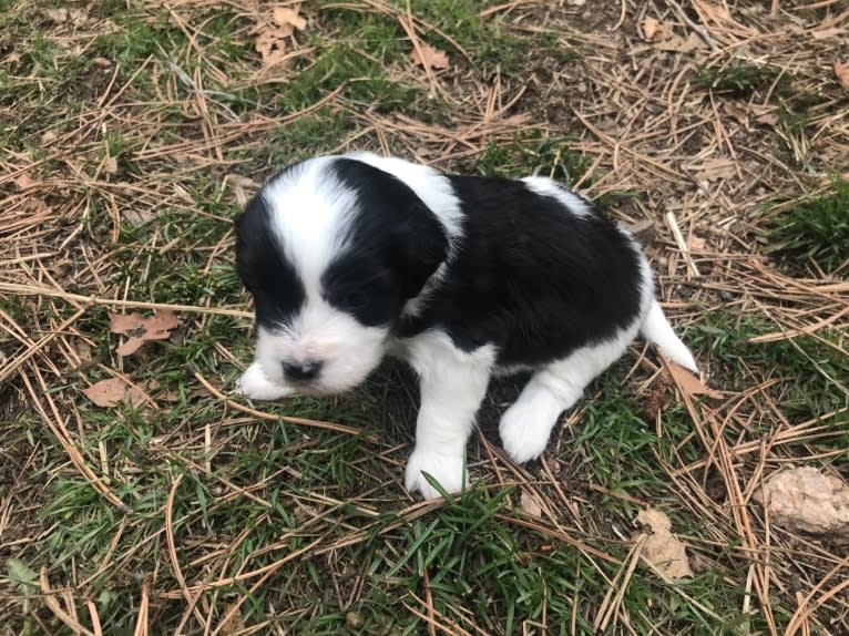 Winham’s “DollyBelle” of Rocky Mountain Cotons, a Coton de Tulear tested with EmbarkVet.com