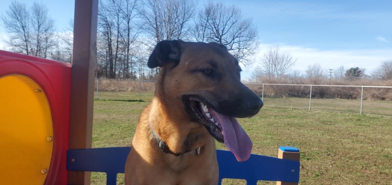 Vito, a Dutch Shepherd and Belgian Malinois mix tested with EmbarkVet.com