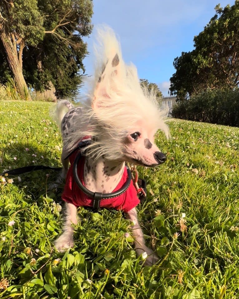 AJ, a Chinese Crested tested with EmbarkVet.com