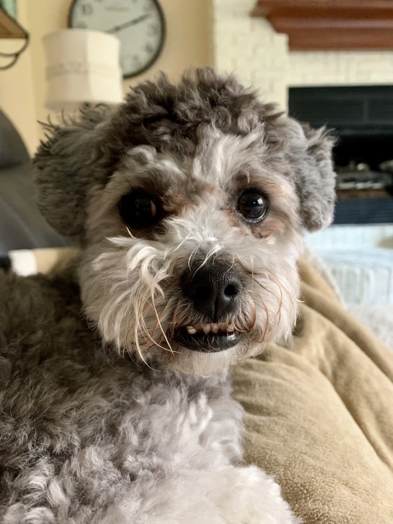 Bear, a Poodle (Small) and Shih Tzu mix tested with EmbarkVet.com