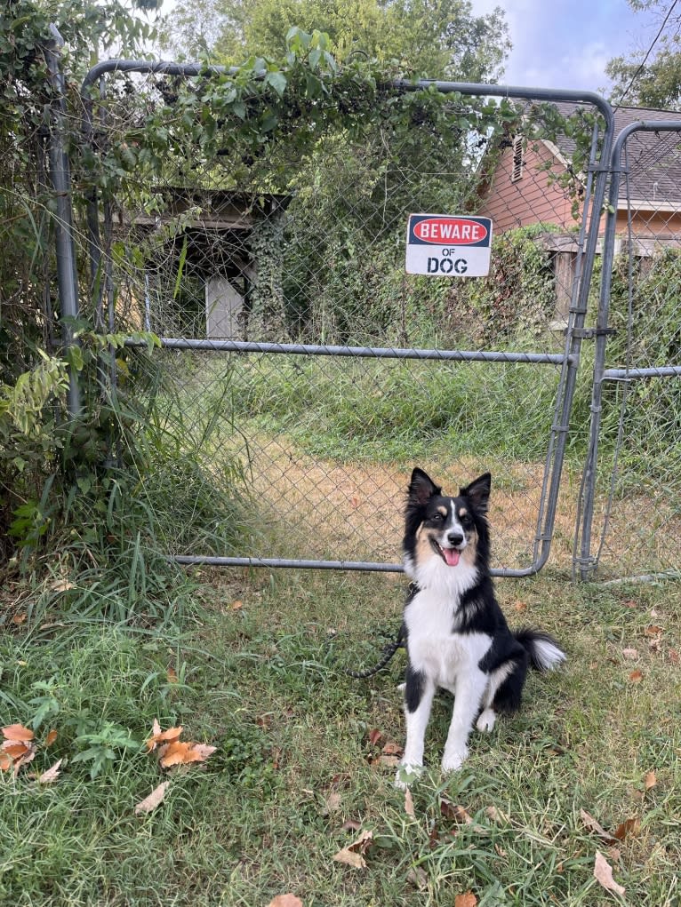 Tim, an Australian Shepherd tested with EmbarkVet.com