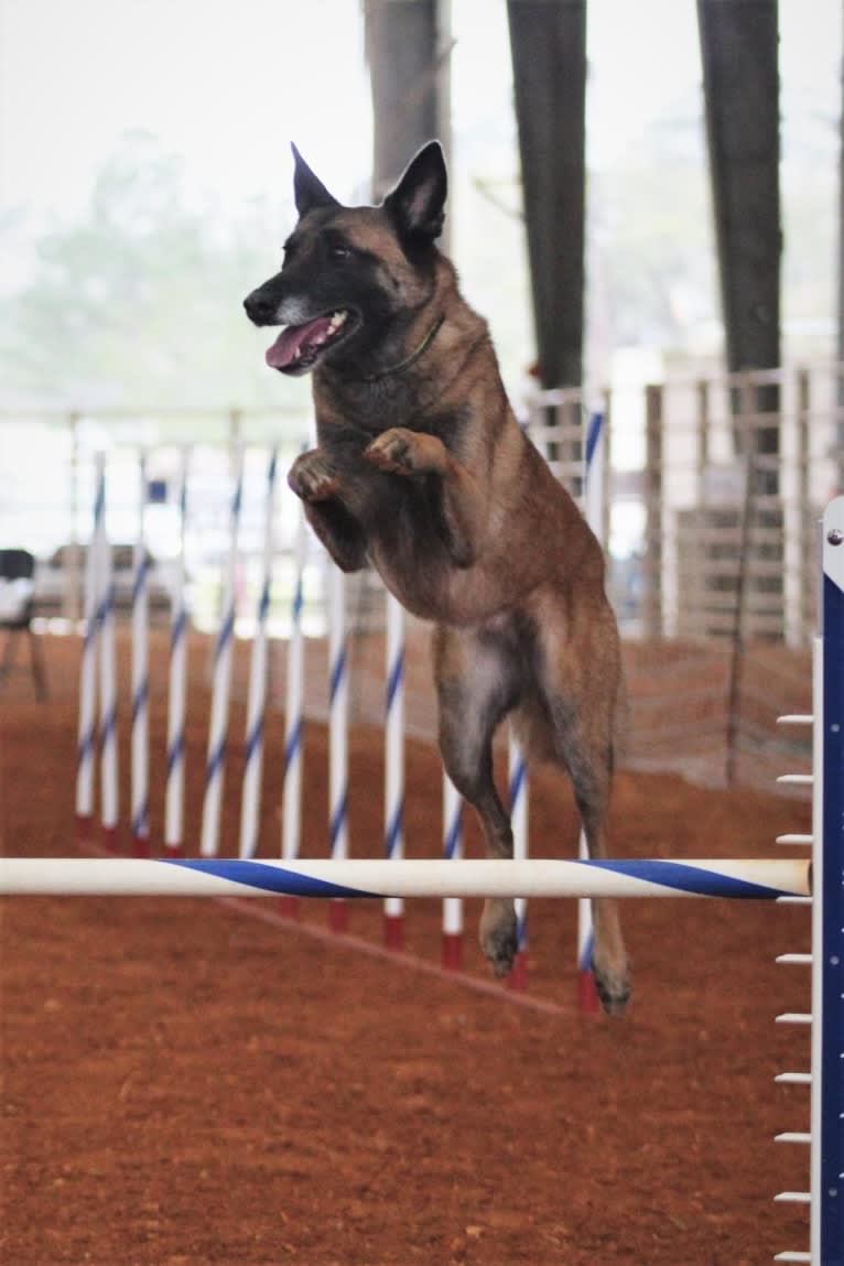 Rouxette, a Belgian Shepherd tested with EmbarkVet.com