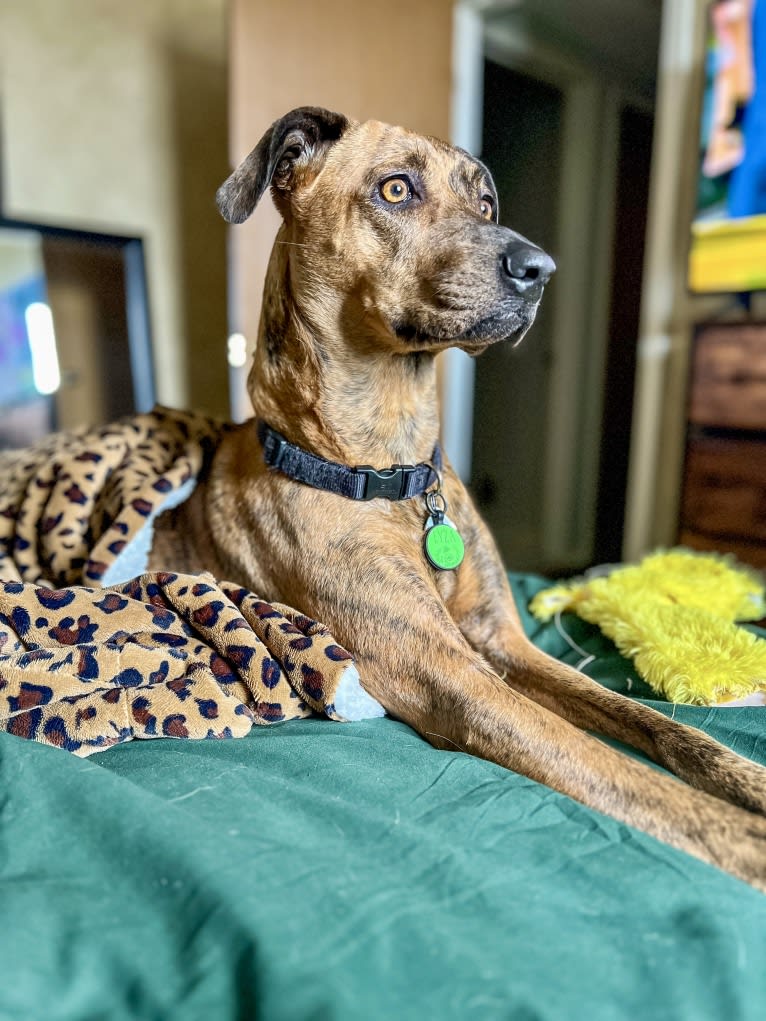 Lyza, a Catahoula Leopard Dog and American Pit Bull Terrier mix tested with EmbarkVet.com