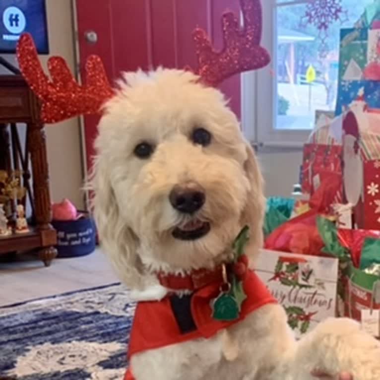Chloe Grace, a Goldendoodle tested with EmbarkVet.com